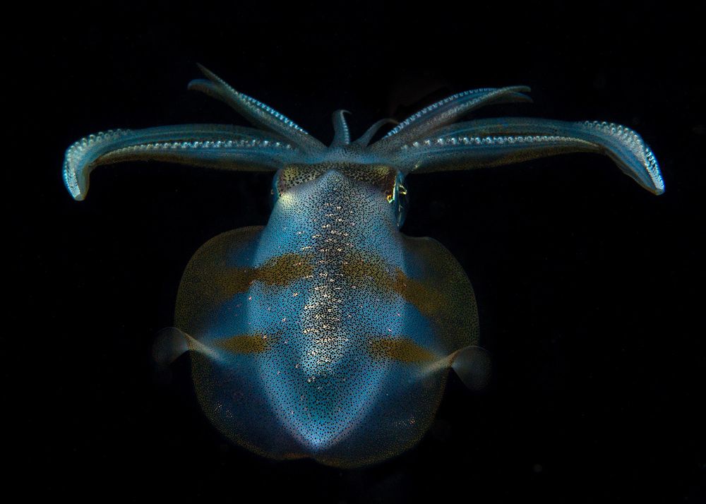 Bigfin reef squid