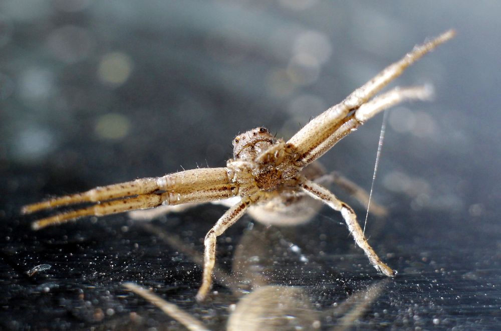 Танцующий паучок