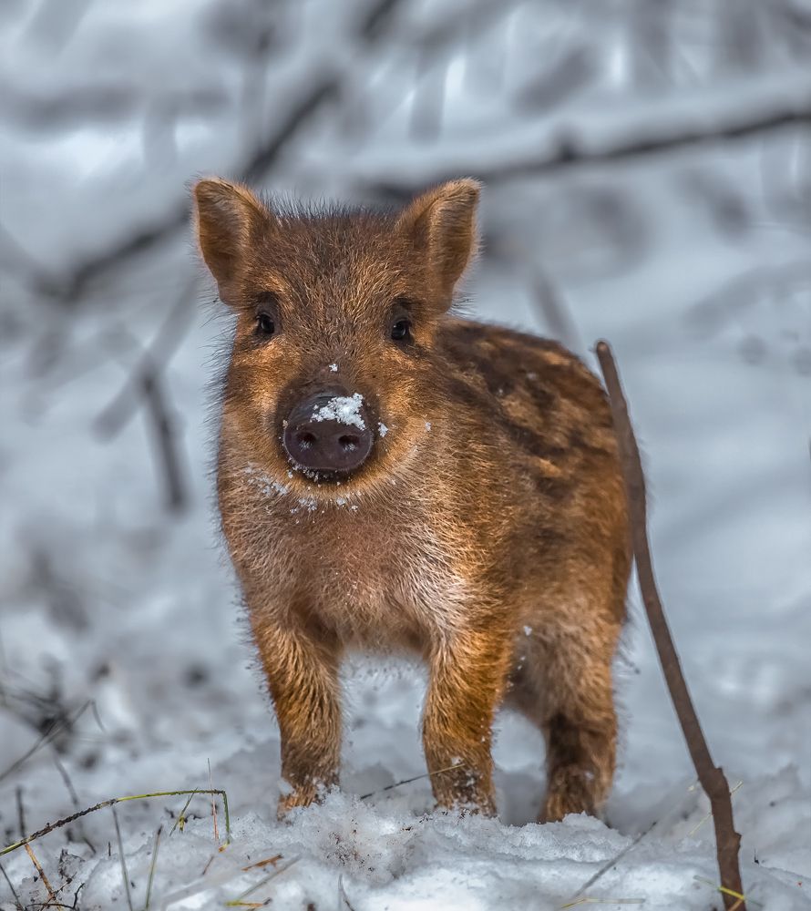 Поросёнок дикого кабана.