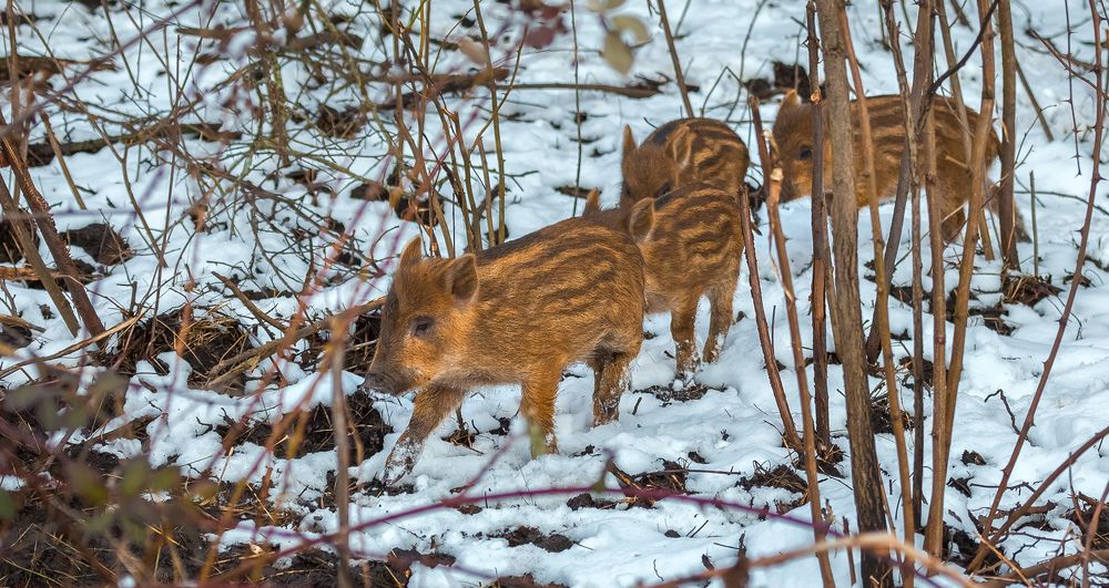 Рыжие подснежники