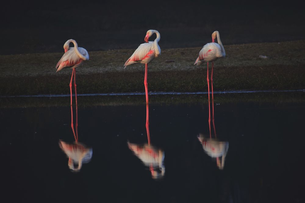 Greater Flamingo's