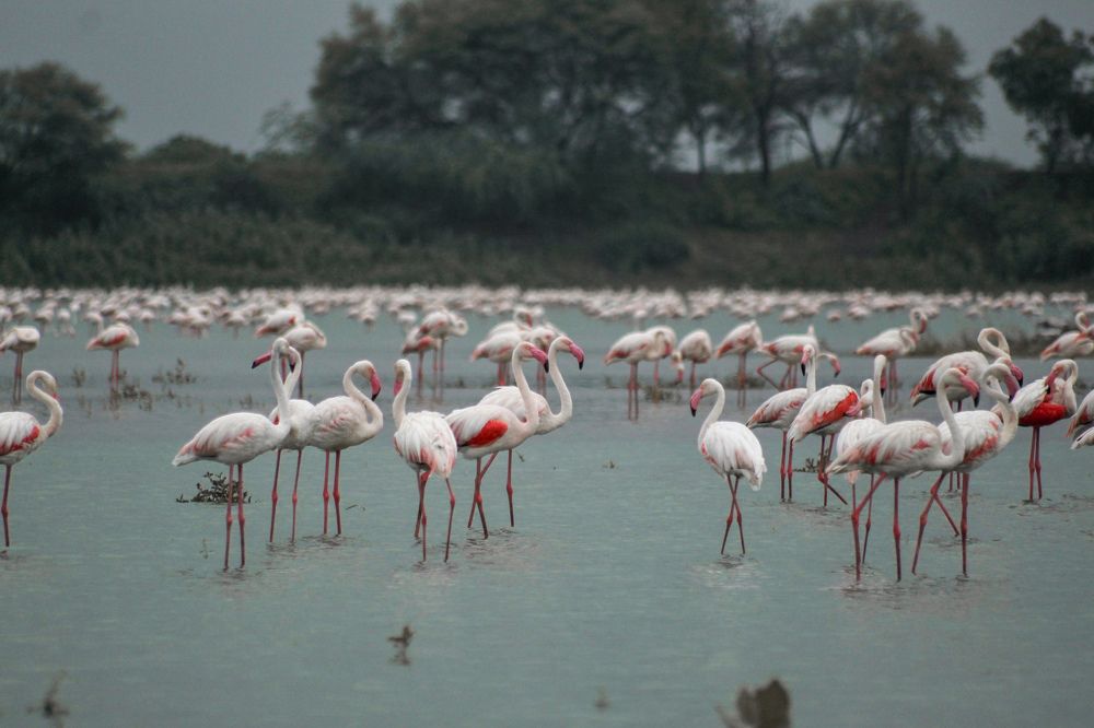 Photograph by Atul mehta