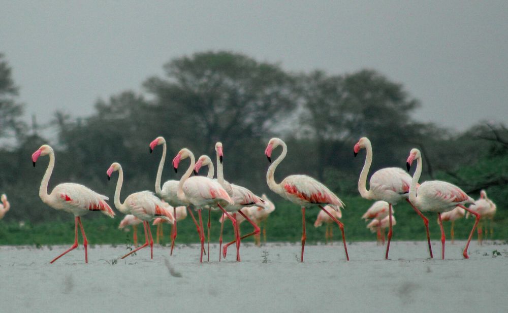Greater flamingos