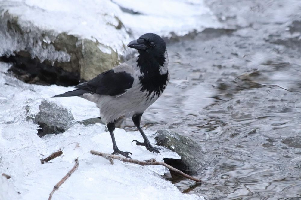 Черно-белая зима