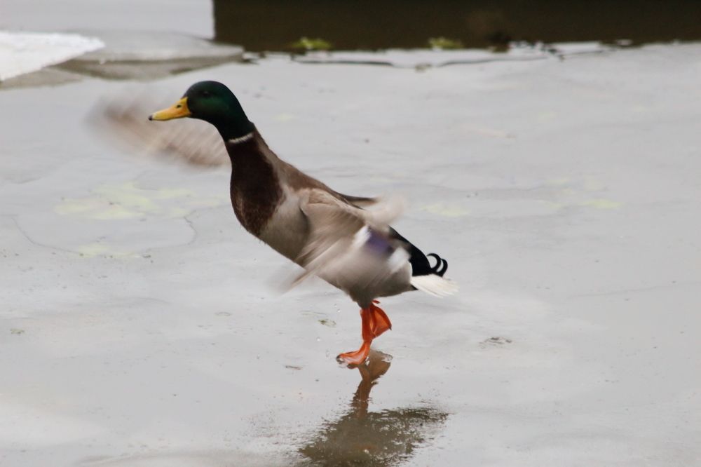 Танец на льду