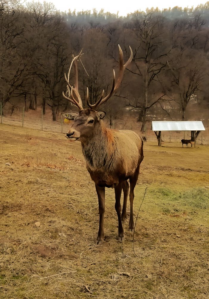 Олень в Дилижане