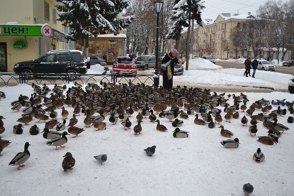 Городские утки