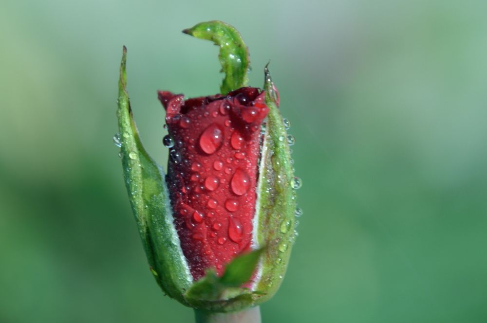 Raudona rasota rožė