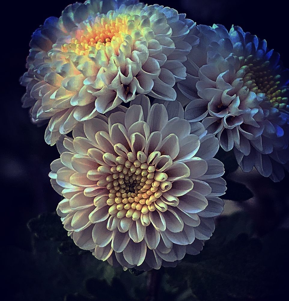 Dahlia