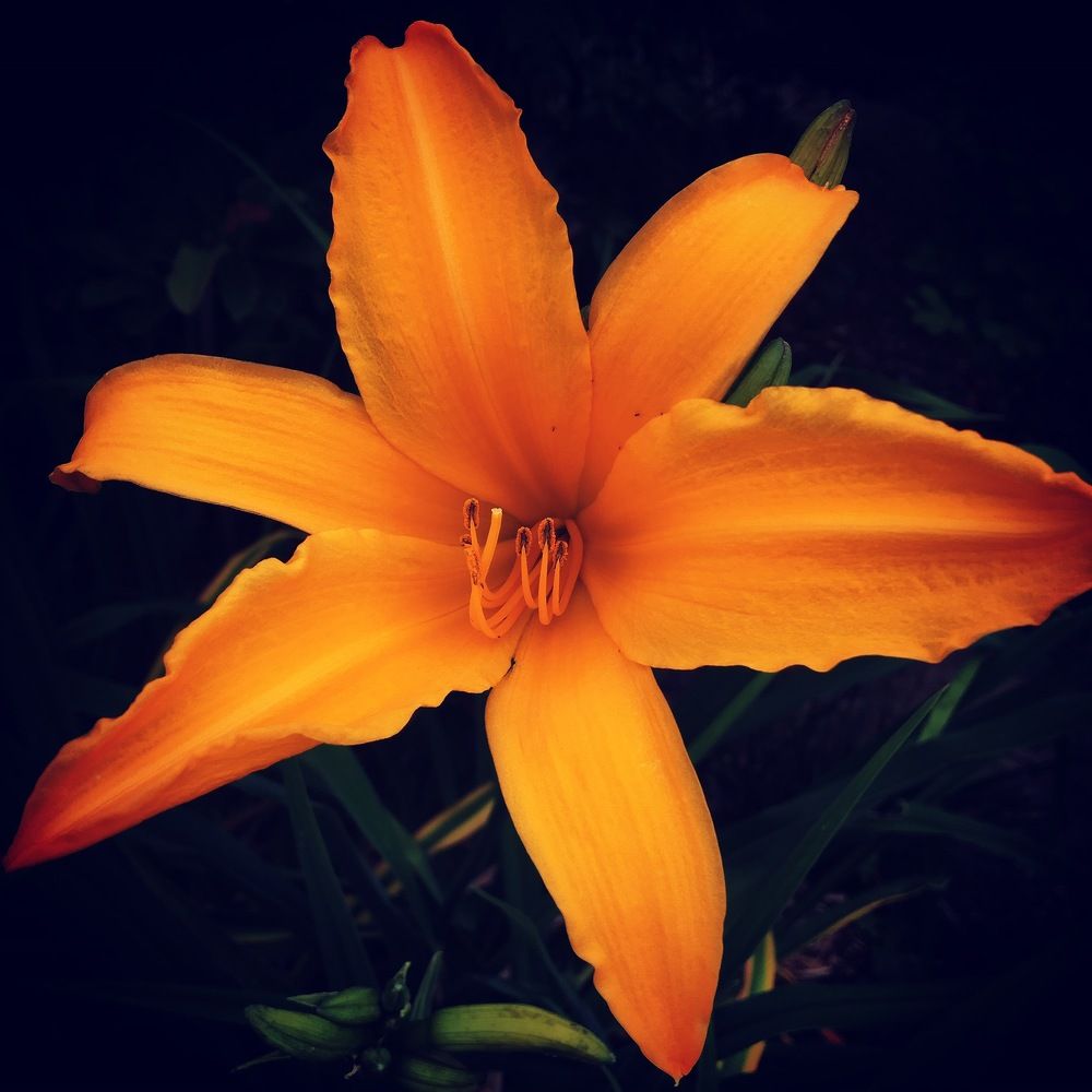 Orange Lily