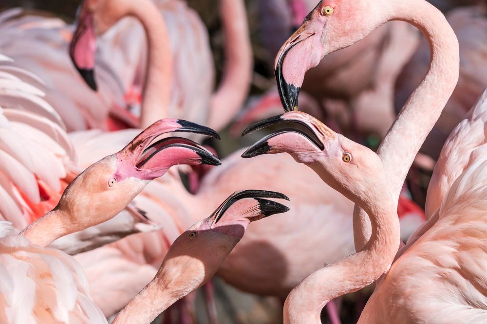 Greater flamingos debate