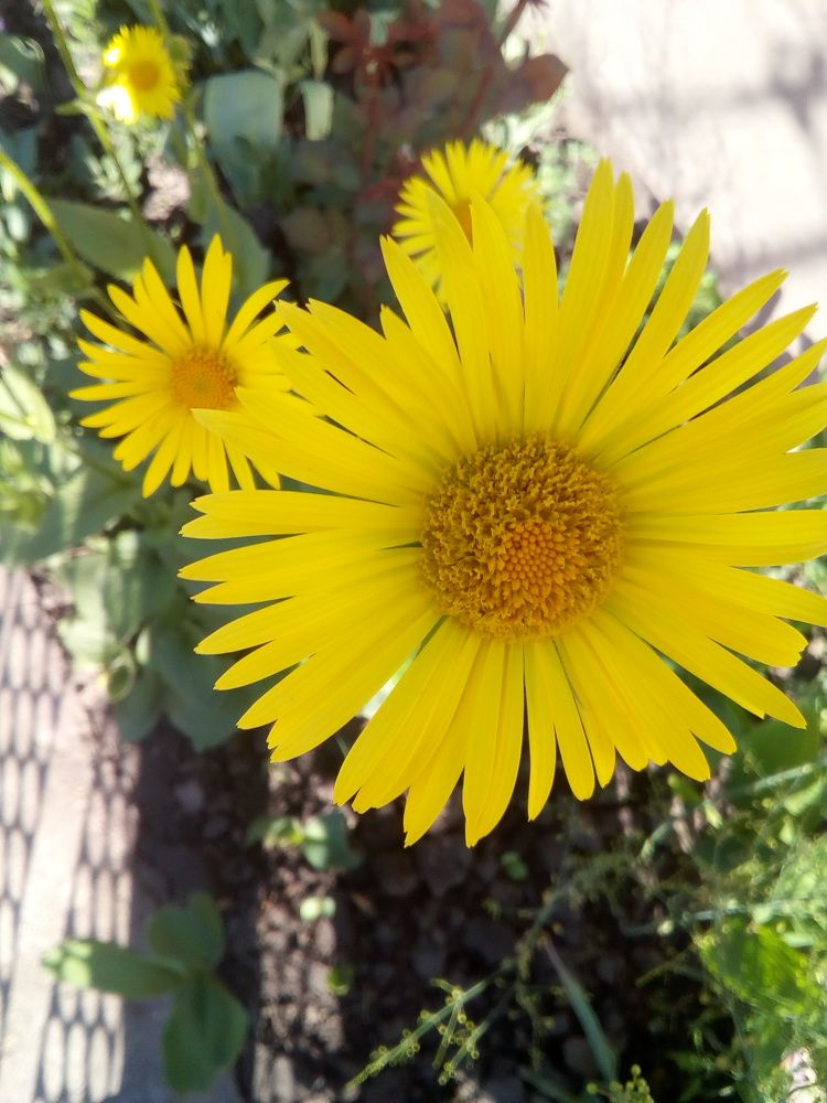 Цвіту і розцвітаю