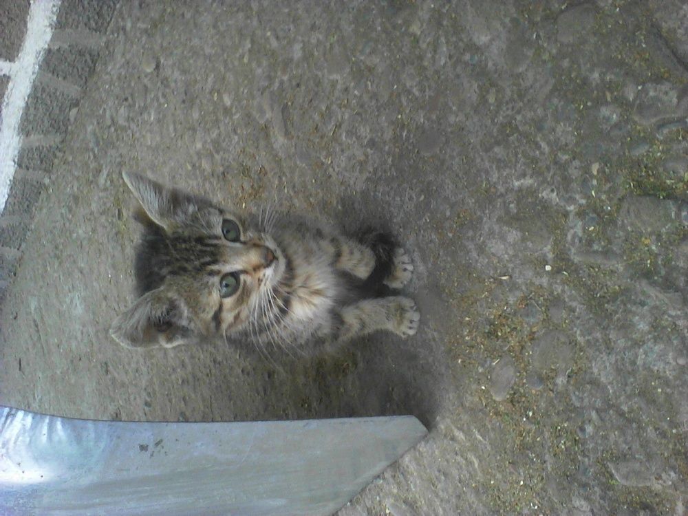 маленьке чудо