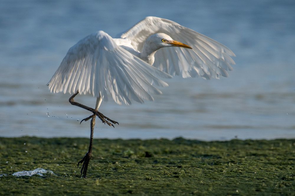 Little egret