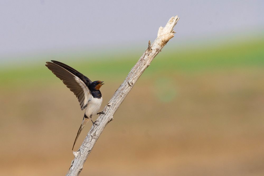Barn Swallow