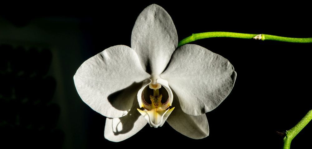 Blossom of white orchide