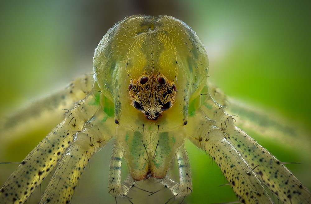 Lynx spider
