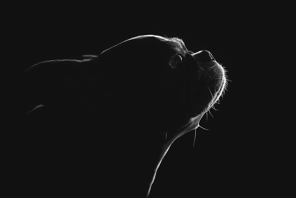 Photograph by Александр Шемятенков