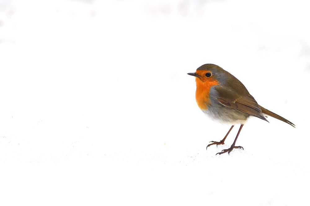 Robin