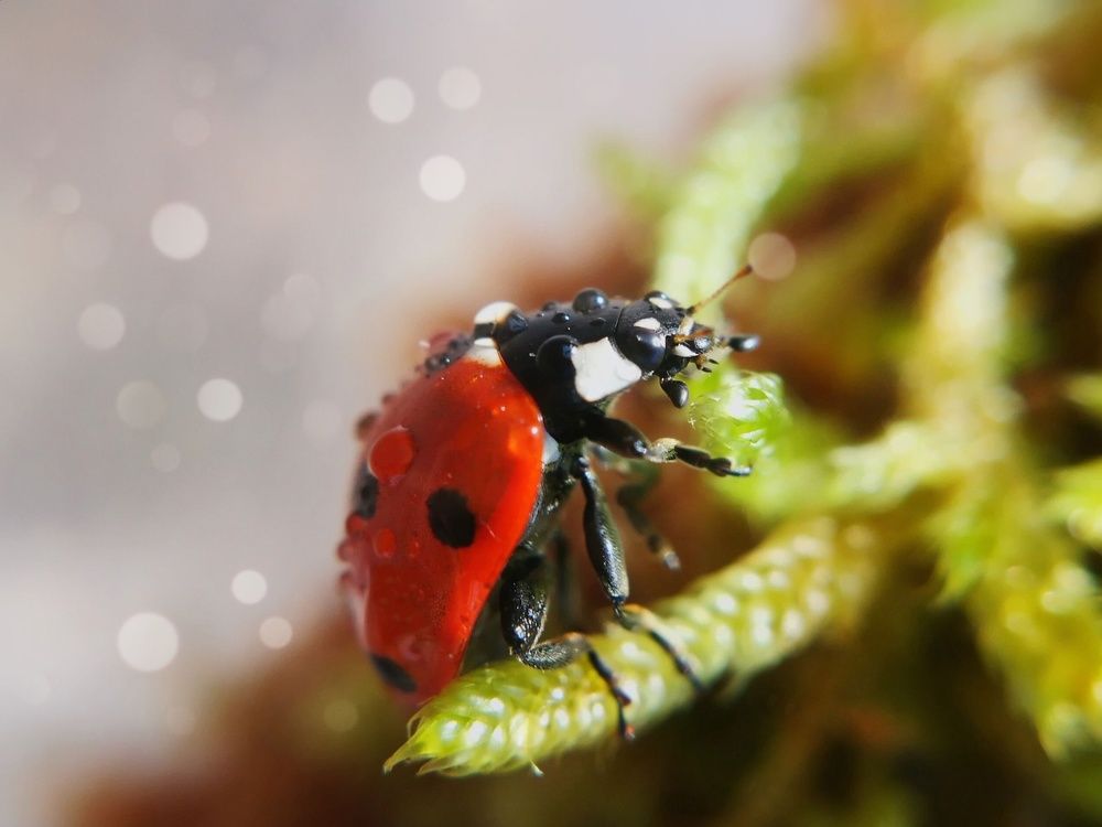 Доброе утро, божья коровка!