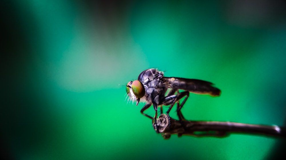 Roberfly lover's