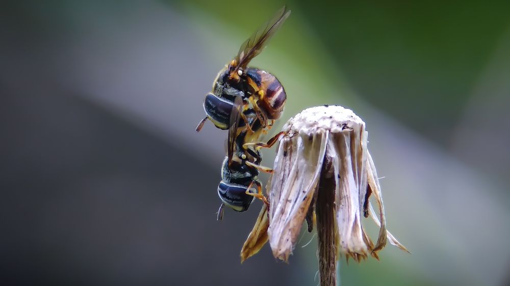 Bees mate