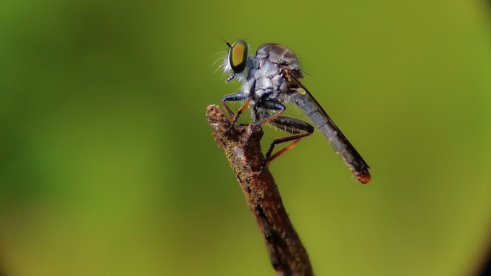 Roberfly lover's