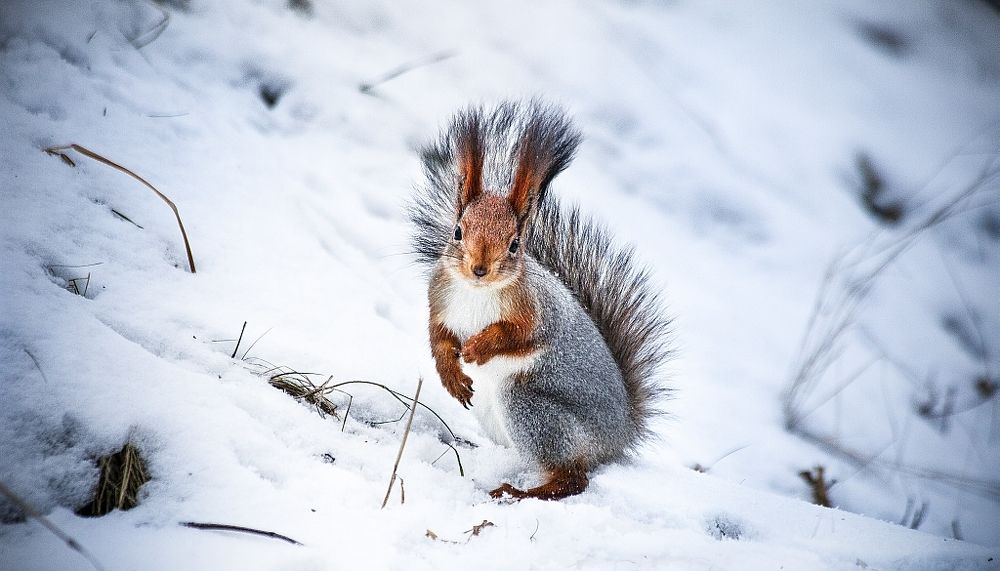 Photograph by Михайлов Семен