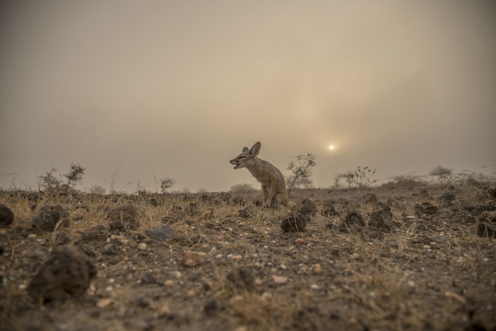 morning cloud animal