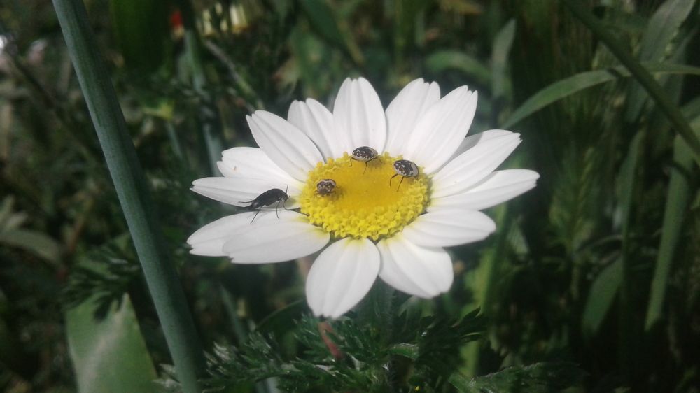 Insectes