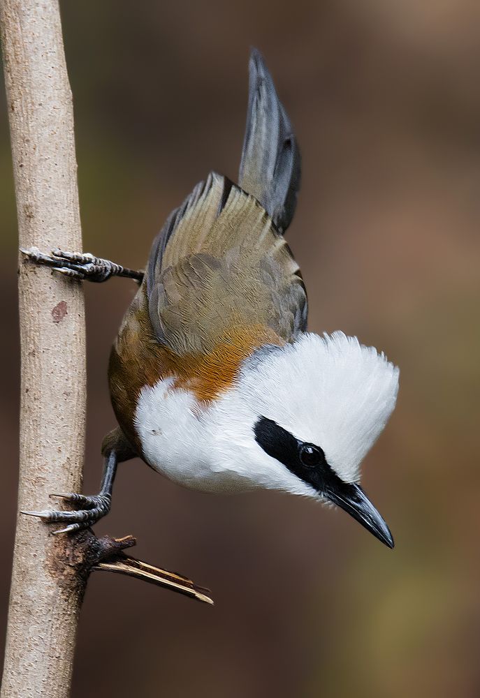 White-crested laughingthrush