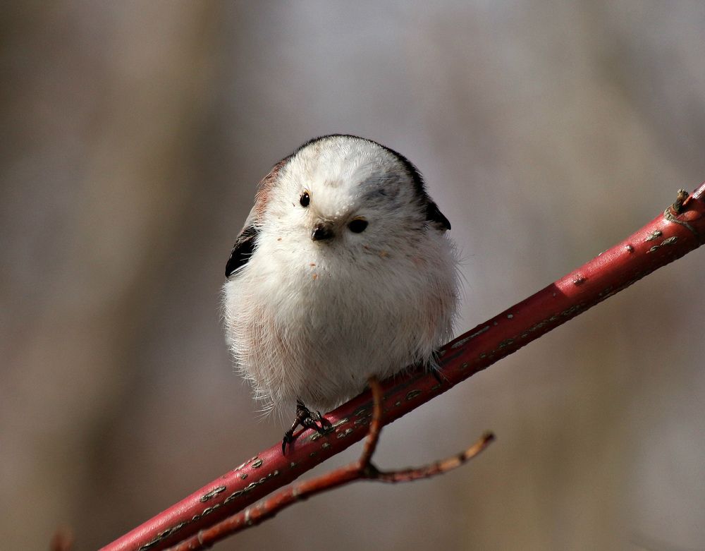 Длиннохвостая синица.