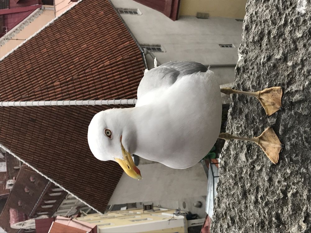 Взгляд хозяина