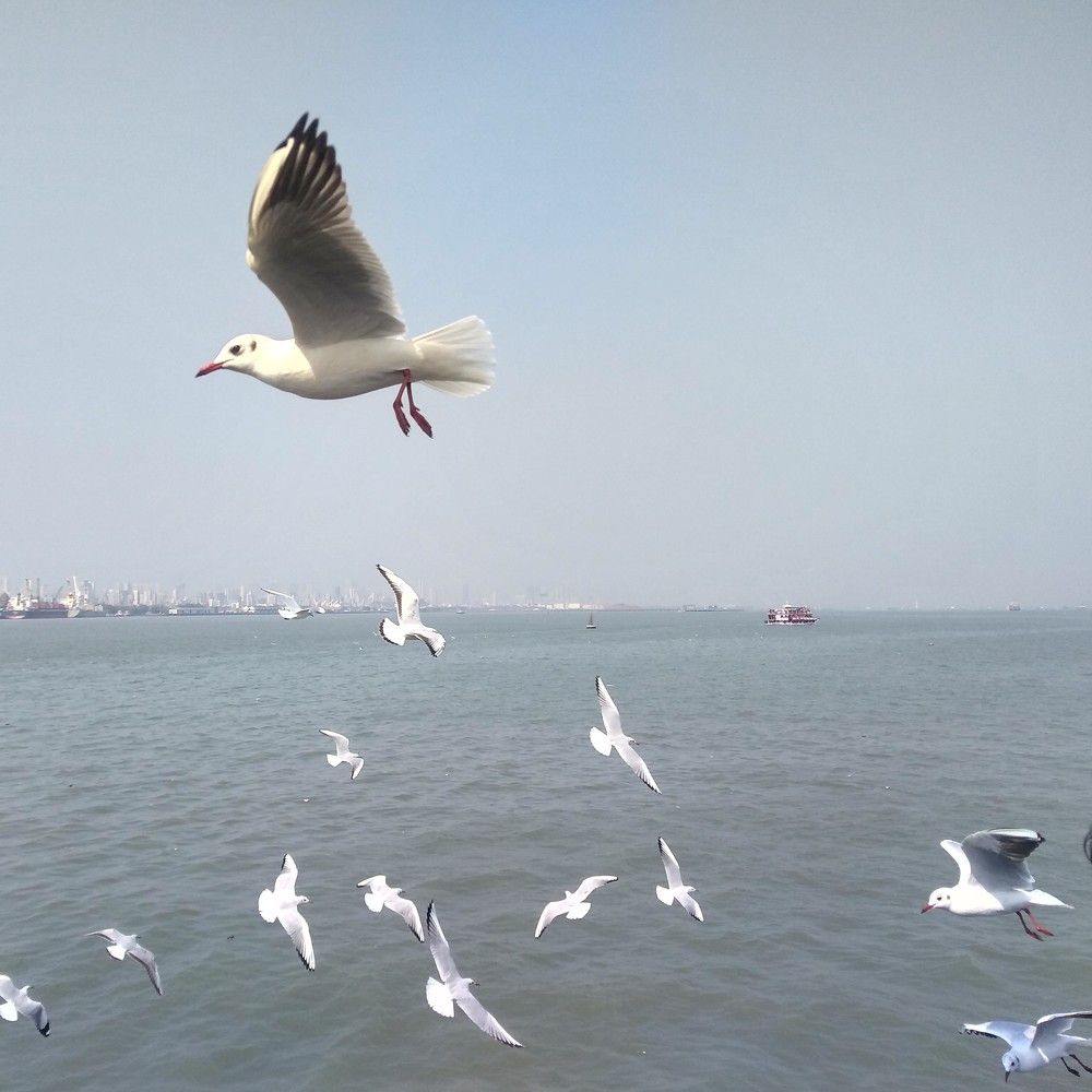 Flying birds