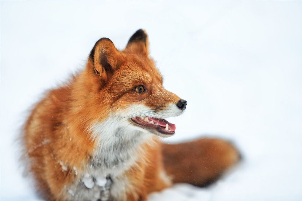 Портрет Лисенка