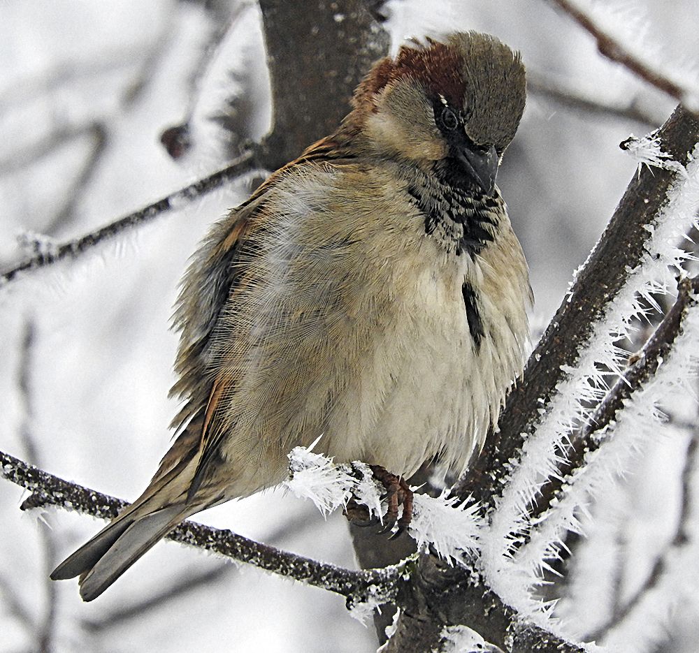 Холодно воробышку