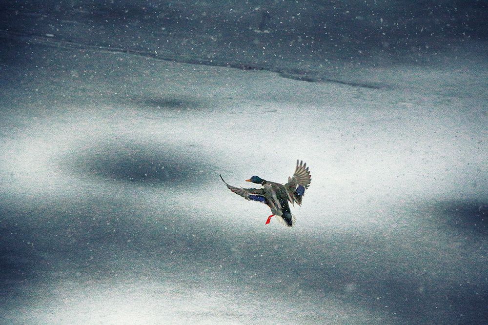 Утка в снегу