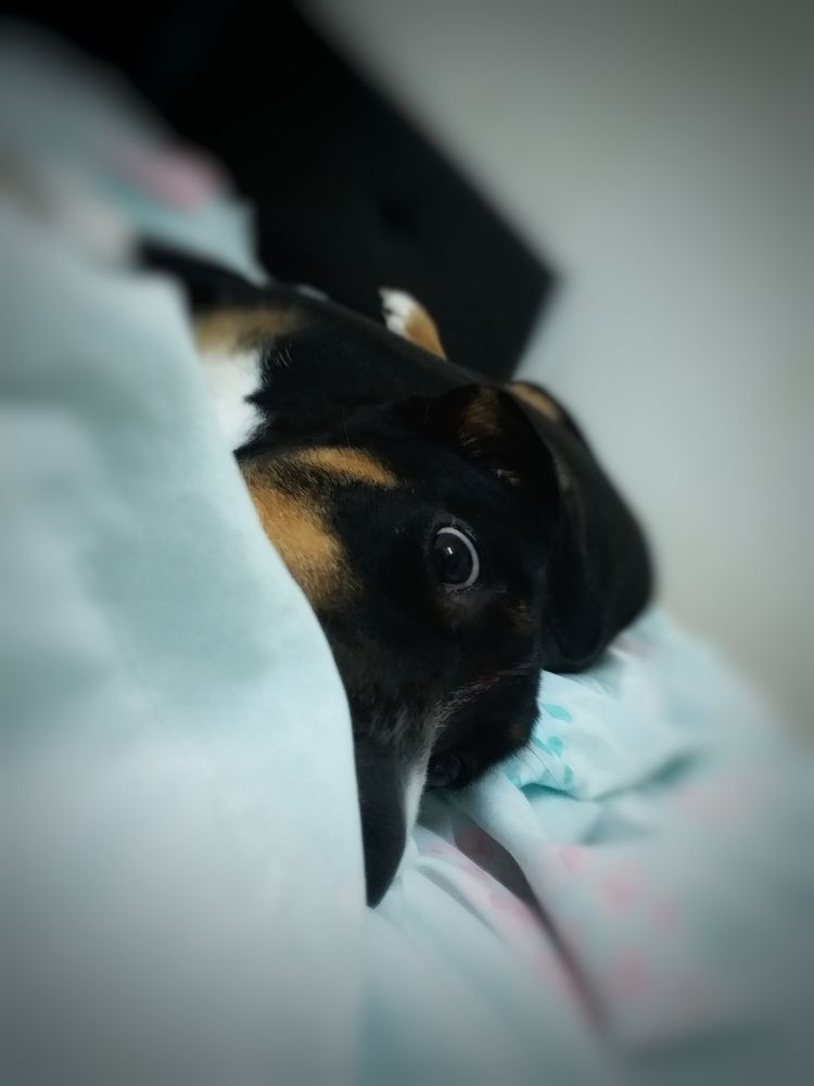 Furkids