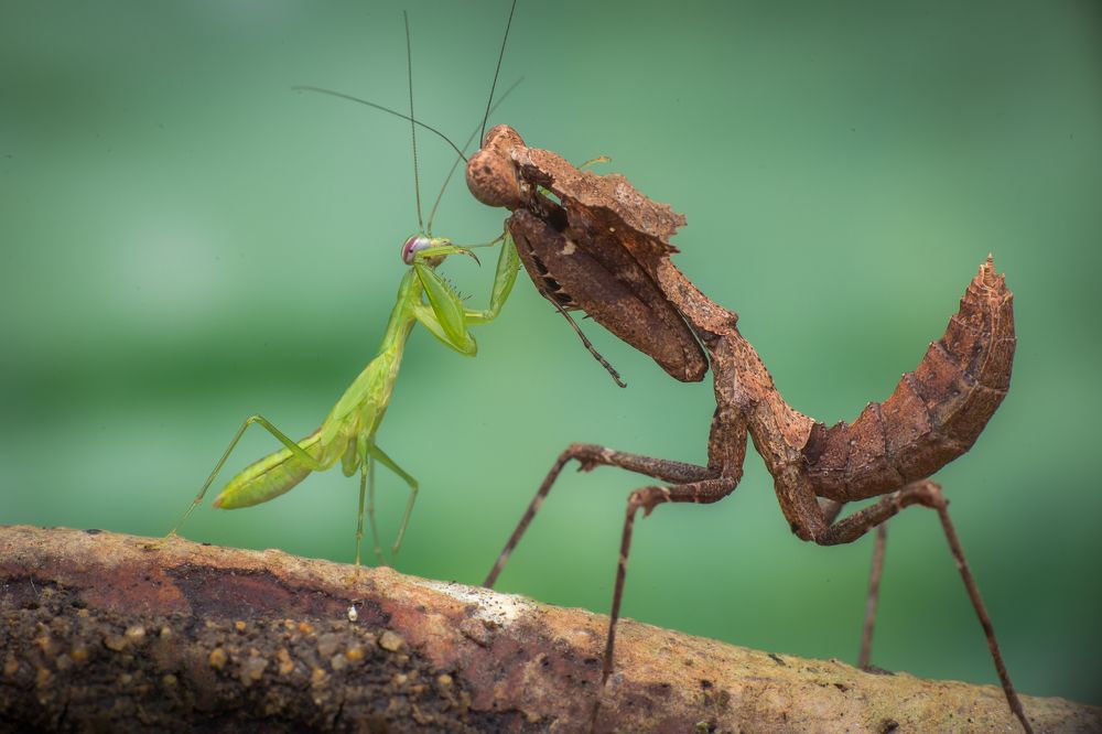 Let's the Fight begin