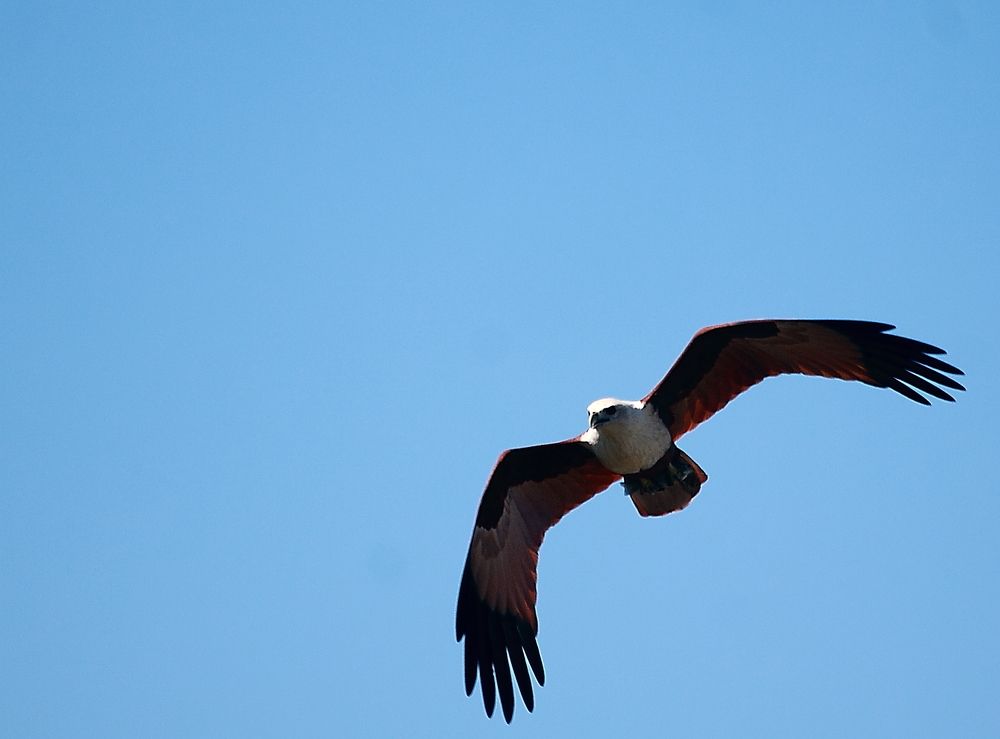 Haliastur Indus ((Boddaert, 1783)