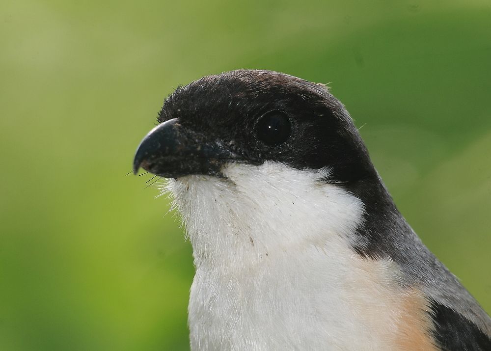 Head & face in Long tailed - shrike
