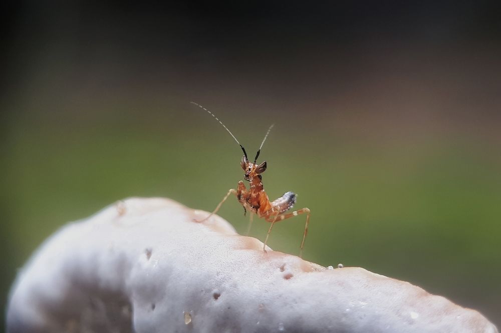 Baby mantis