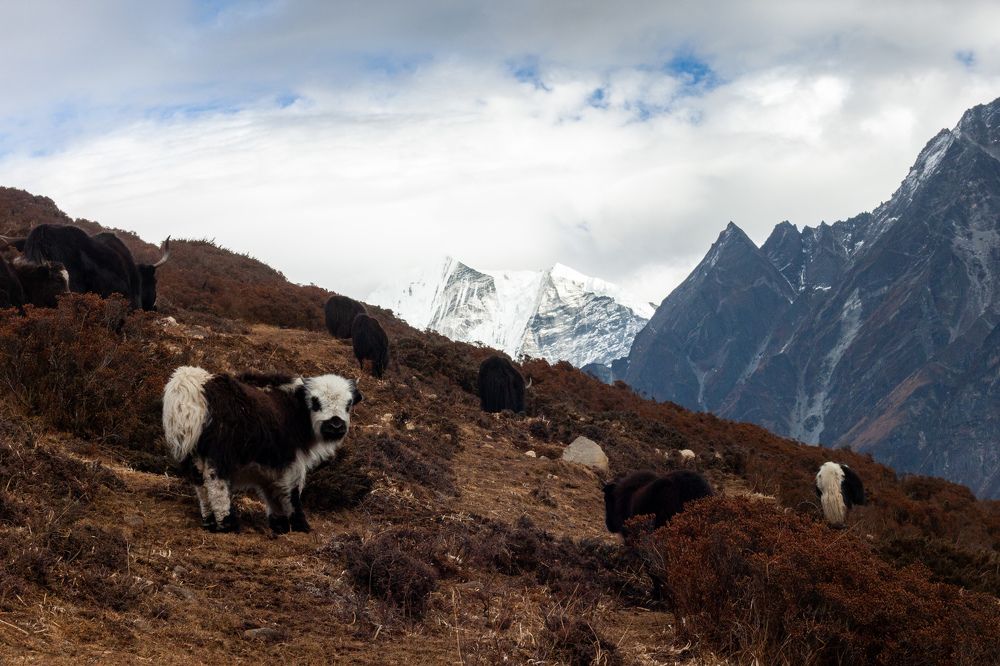 The animal of mountain