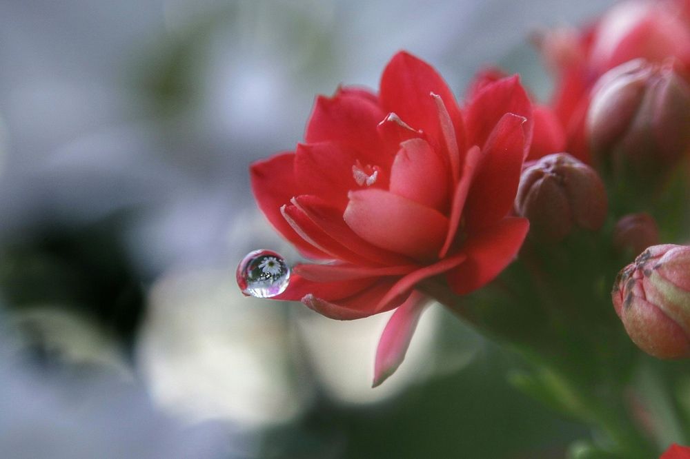 Waterdrop reflection on red flower