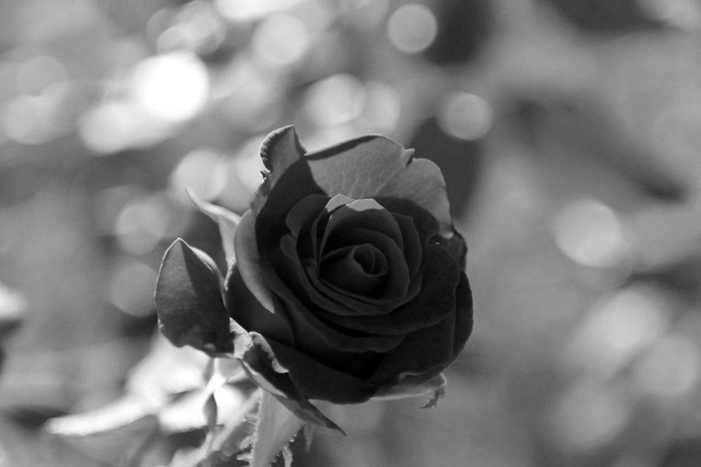 Photograph by Елизавета Шевченко