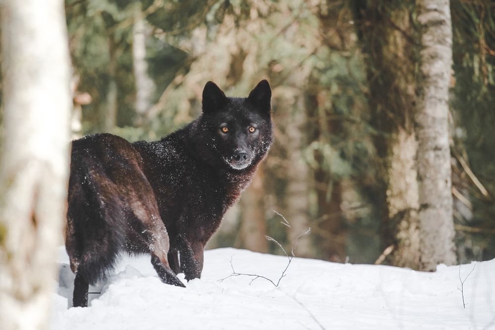 Photograph by Ирина Богатырева