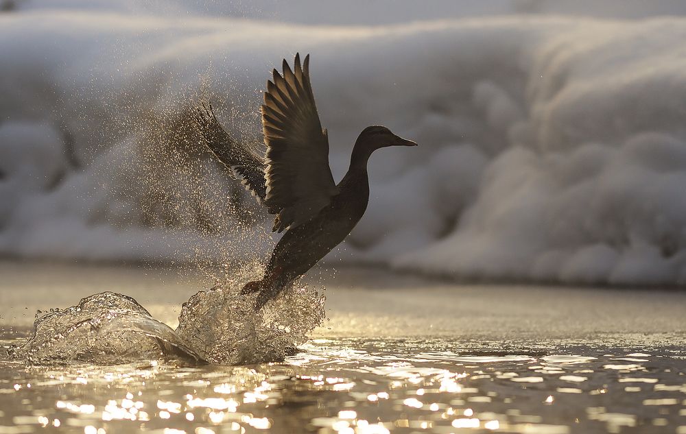 Взлет крякухи.