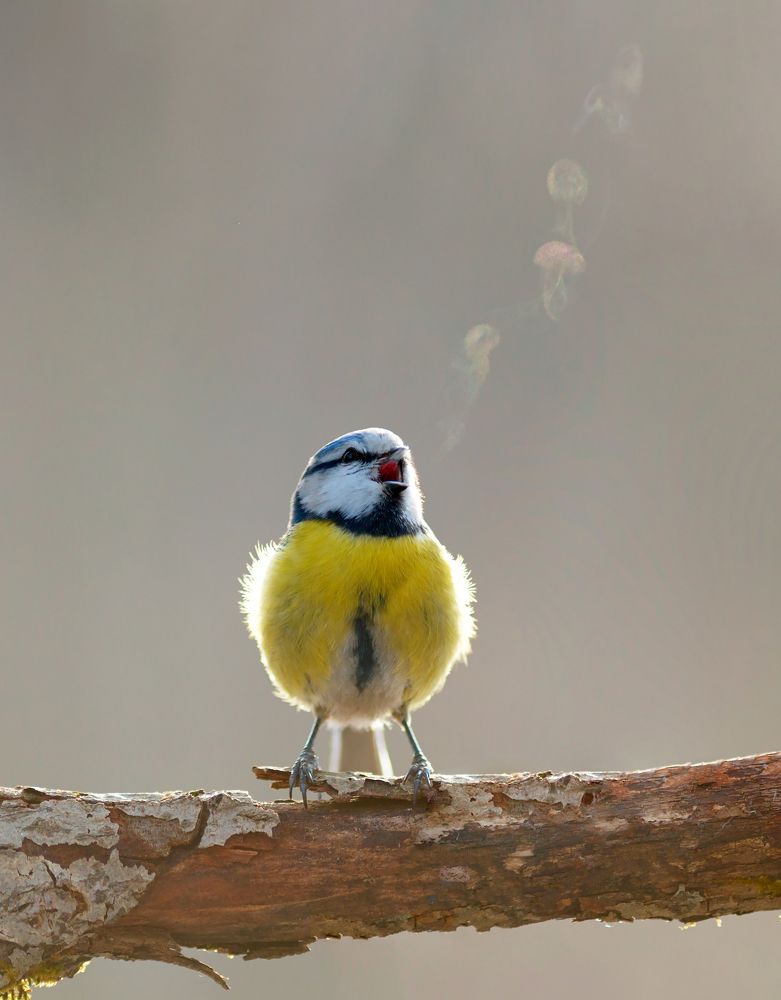 Горячая  карельская лазоревка.