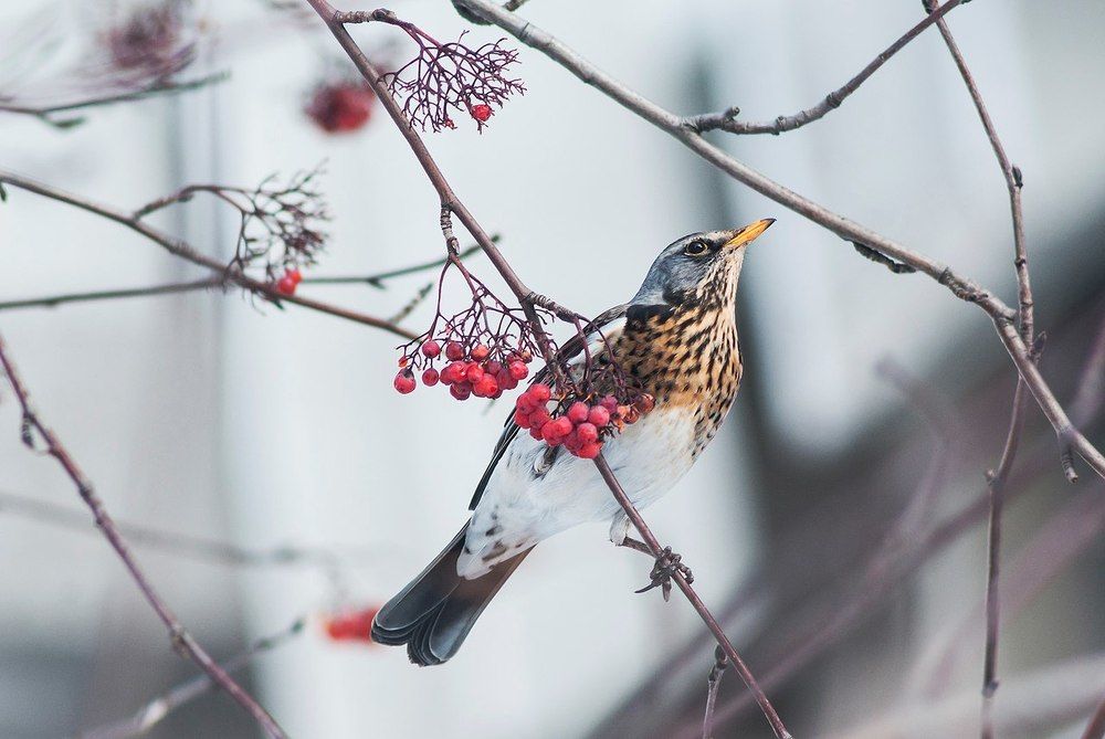 Photograph by Игорь Мальцев