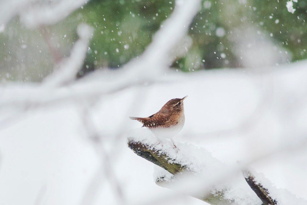 Photograph by Игорь Мальцев